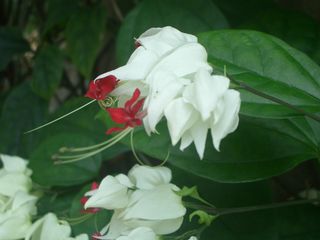 b0061107_06437.jpg