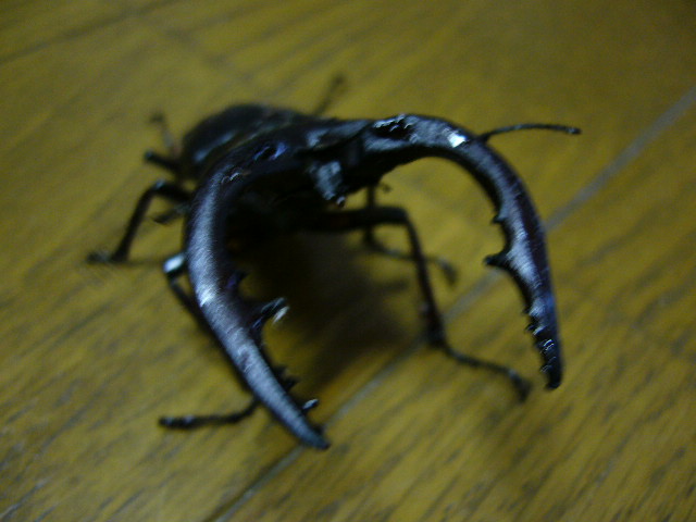 e0015108_2385280.jpg