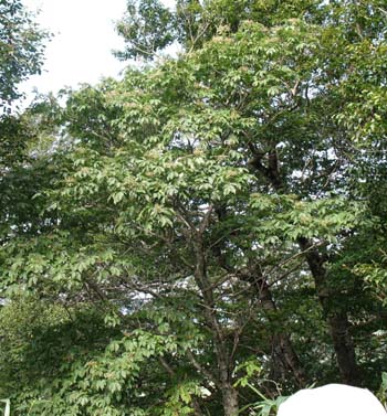 d0080118_14152998.jpg