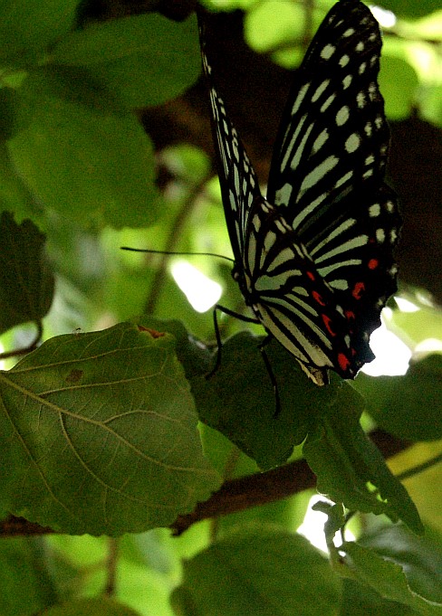 e0107030_7294583.jpg