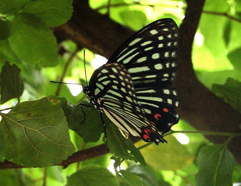 e0107030_82219.jpg