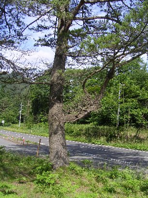 f0147037_234224.jpg