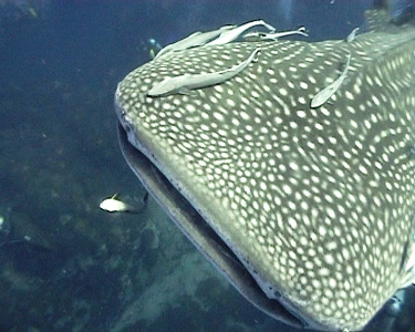 e0027447_017173.jpg