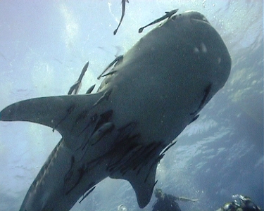 e0027447_018638.jpg