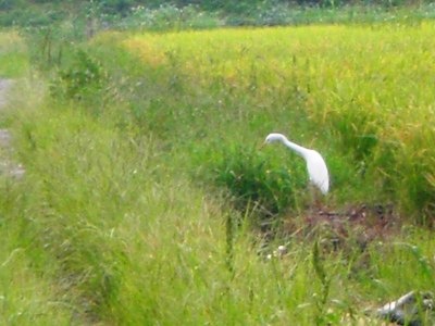 c0078480_233743.jpg