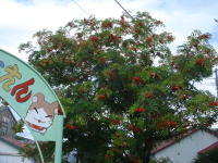a0053203_10465573.jpg