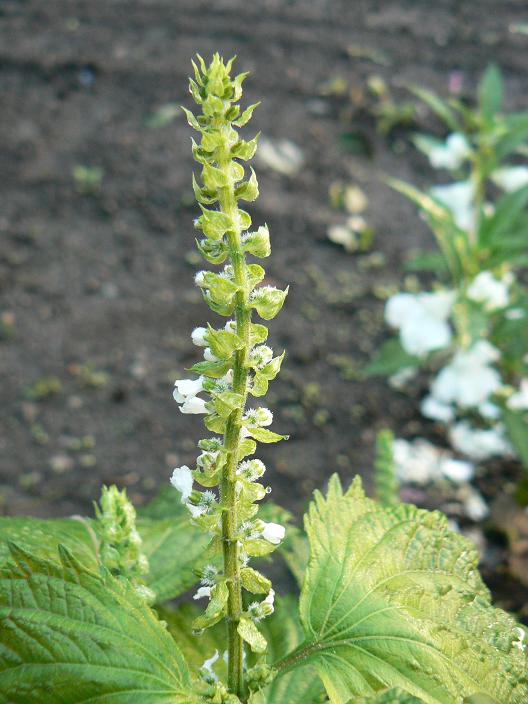 c0086014_2212480.jpg