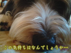 f0054731_1855015.jpg
