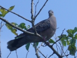 c0122445_16392345.jpg