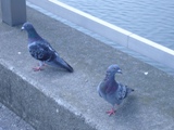 c0122445_1643159.jpg