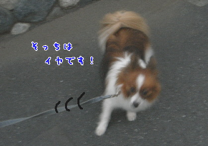 d0013149_145518.jpg