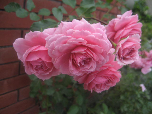 a0075455_22592788.jpg