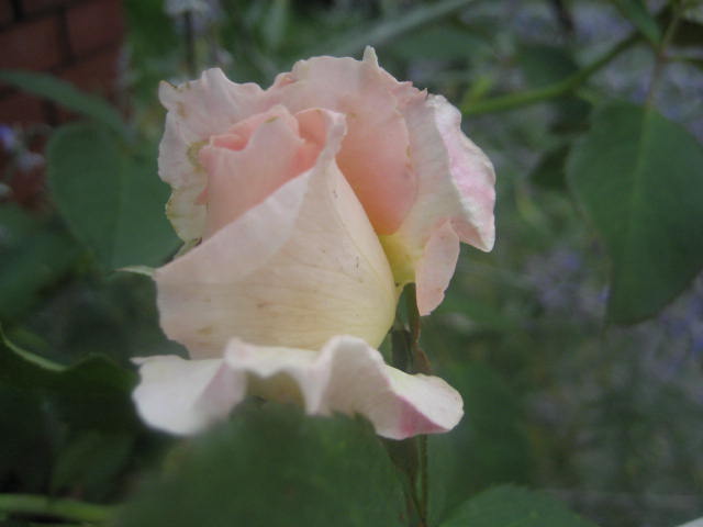a0075455_2352841.jpg