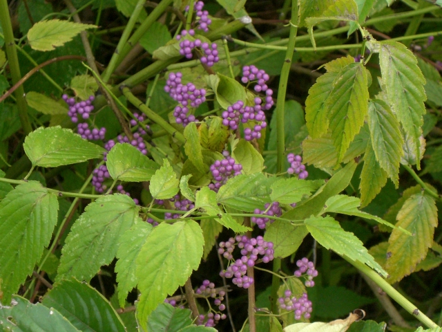 b0119969_1840620.jpg