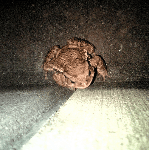 a0006605_13454831.gif