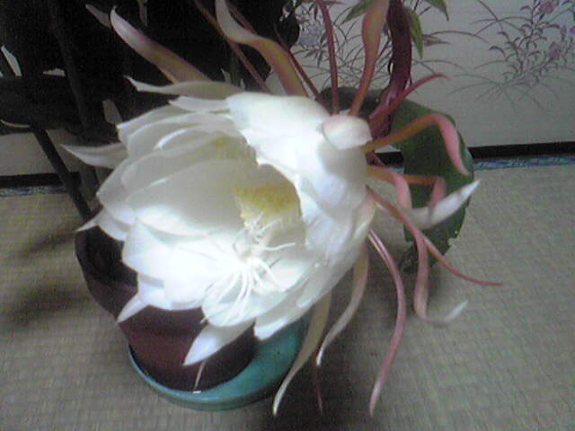 b0042607_2050439.jpg