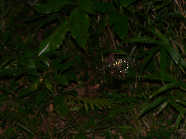e0002314_1931729.jpg