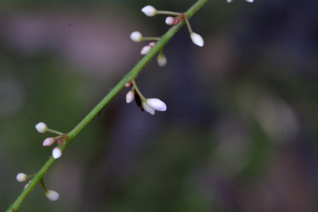 d0053930_10573418.jpg