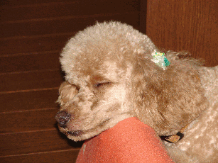 c0136736_14115737.gif