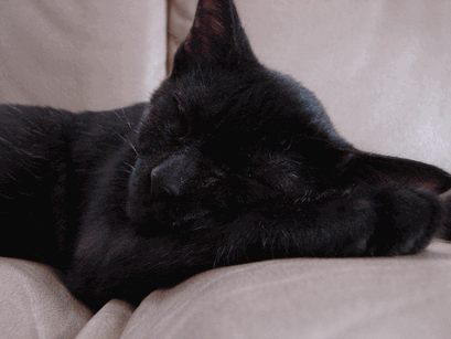 c0136736_14145662.gif