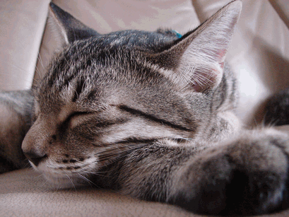 c0136736_1416966.gif