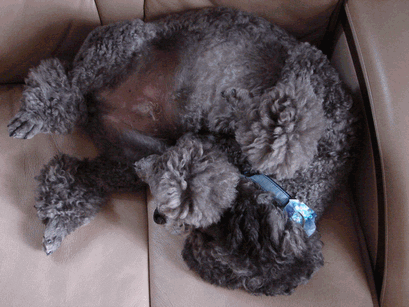 c0136736_1481150.gif