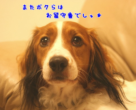 d0013149_23592320.jpg
