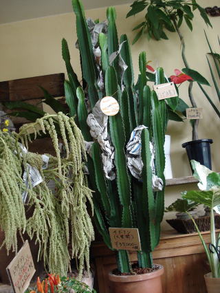 f0041850_17545526.jpg