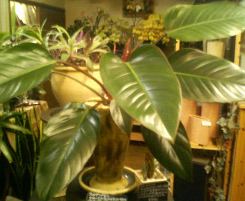 c0059383_2119463.jpg