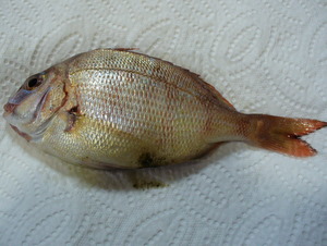 e0026586_20363210.jpg