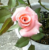 e0098908_19101949.jpg