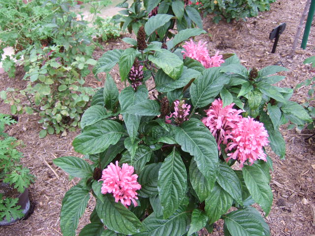 c0136324_20321231.jpg