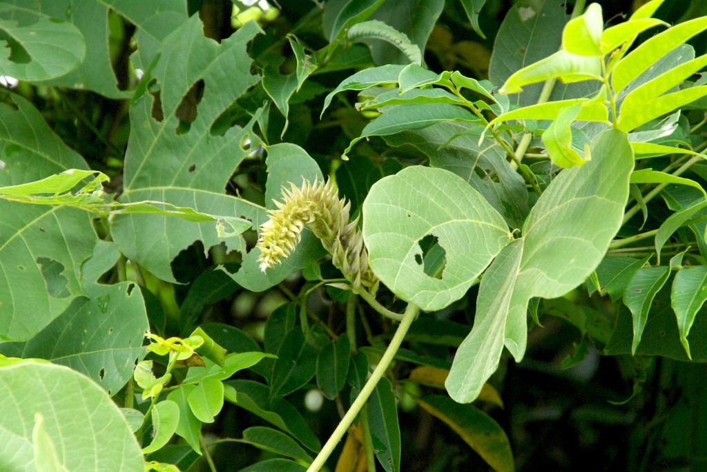 d0053930_6402925.jpg