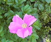 a0088238_10542433.jpg