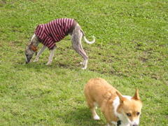 f0140454_11581897.jpg