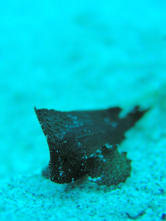 b0062363_2052429.jpg