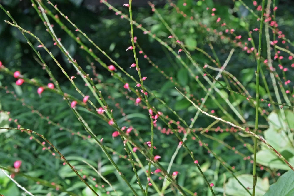 a0083081_1873164.jpg