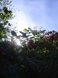 a0104020_6104060.jpg