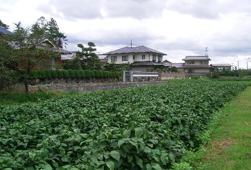 c0072843_11453224.jpg