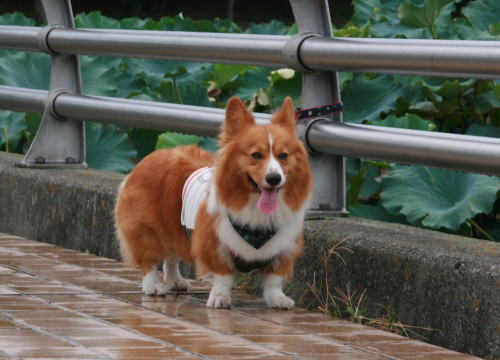 f0085889_16283763.jpg