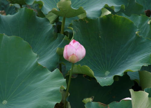 f0085889_16311990.jpg