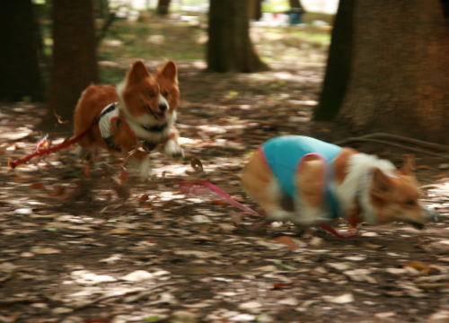 f0085889_165614.jpg