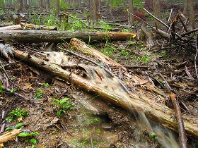 e0002820_2040571.jpg