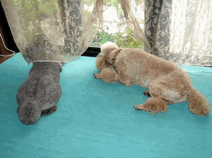 c0136736_120556.gif