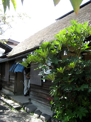 c0003752_013730.jpg
