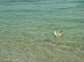c0102268_159439.jpg