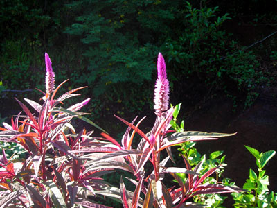 e0097770_2116662.jpg