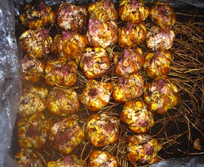 e0097770_2163320.jpg