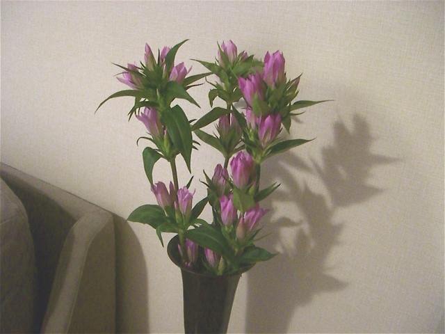 e0018777_0204851.jpg