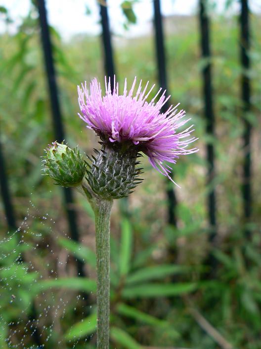 c0086014_2541885.jpg